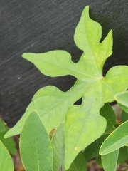 Ipomoea lindheimeri