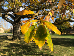 Quercus muehlenbergii