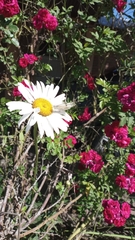 Tatochila