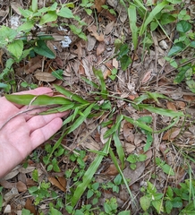 Paspalum langei