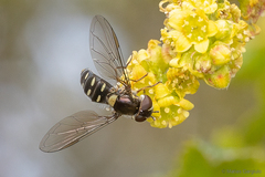 Allograpta hortensis