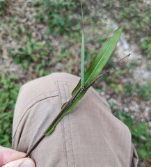 Paspalum langei