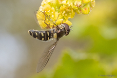 Allograpta hortensis