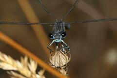 Lestes undulatus