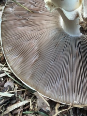Agaricus subrufescens