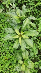 Paris polyphylla