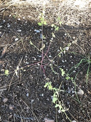 Amaranthus fimbriatus