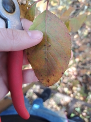 Forestiera acuminata