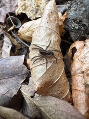 Lycosoidea