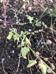 Amaranthus fimbriatus