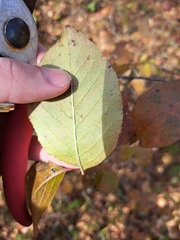 Forestiera acuminata