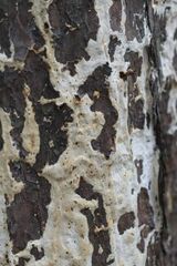 Serpula himantioides