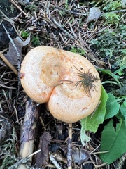 Lactarius