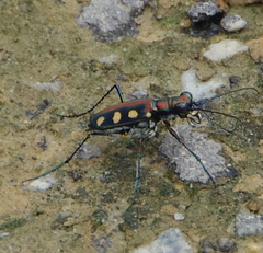 Cosmodela aurulenta