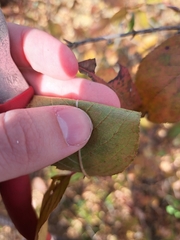 Forestiera acuminata