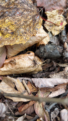 Lycosoidea