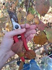 Forestiera acuminata