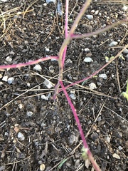 Amaranthus fimbriatus