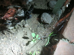 Latrodectus