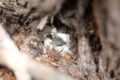 Beauveria bassiana