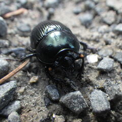 Geotrupes balyi