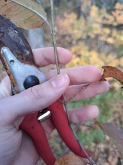 Forestiera acuminata