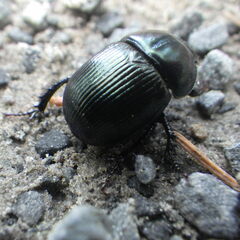 Geotrupes balyi