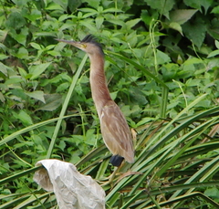 Ixobrychus sinensis