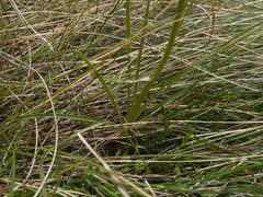 Gymnadenia
