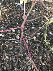 Amaranthus fimbriatus