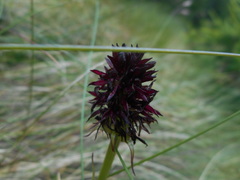 Gymnadenia