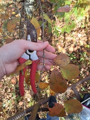 Forestiera acuminata