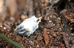 Beauveria bassiana