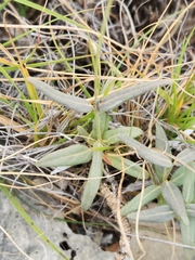 Nyctaginaceae