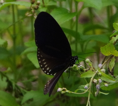 Euploea midamus