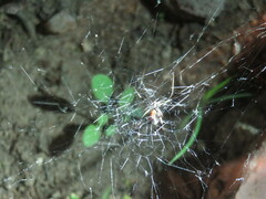 Latrodectus