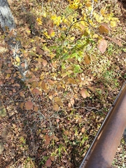 Forestiera acuminata