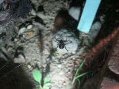 Latrodectus