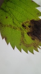Agromyza
