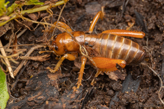 Cratomelus armatus