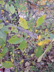 Ulmus crassifolia