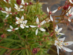 Micranthes stellaris robusta