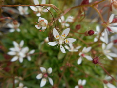 Micranthes stellaris robusta