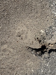 Pogonomyrmex californicus