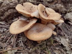 Lactarius