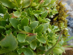 Micranthes stellaris robusta