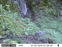 Sciurus oculatus tolucae