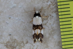 Philenora aspectalella