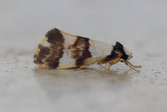 Philenora aspectalella