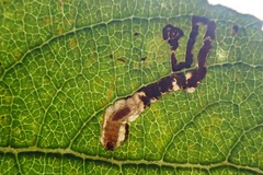 Stigmella salicis